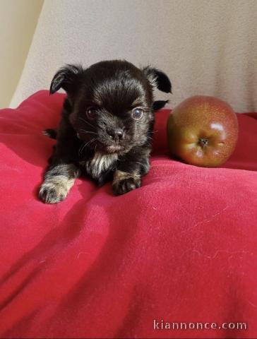 Superbes Chiots Chihuahua Pure Race