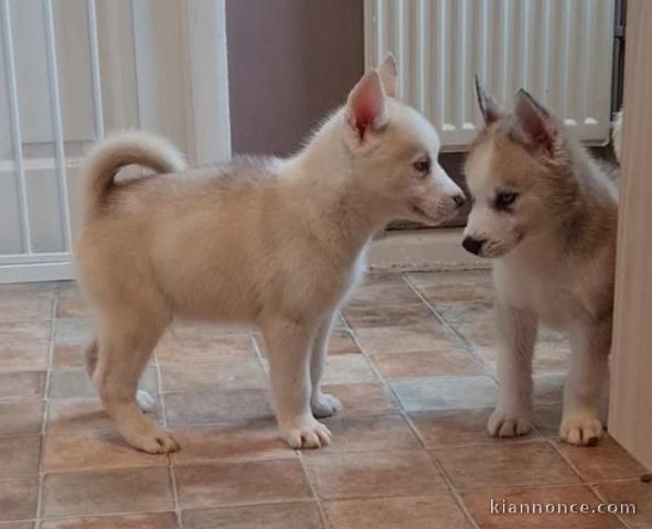 superbes chiots type Husky Siberien 