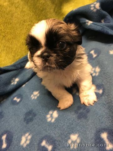 Deux magnifiques chiots shih tzu