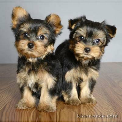  Adorables chiots yorkshire lof