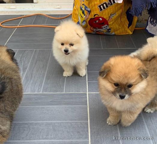 Deux splendides chiots spitz nain