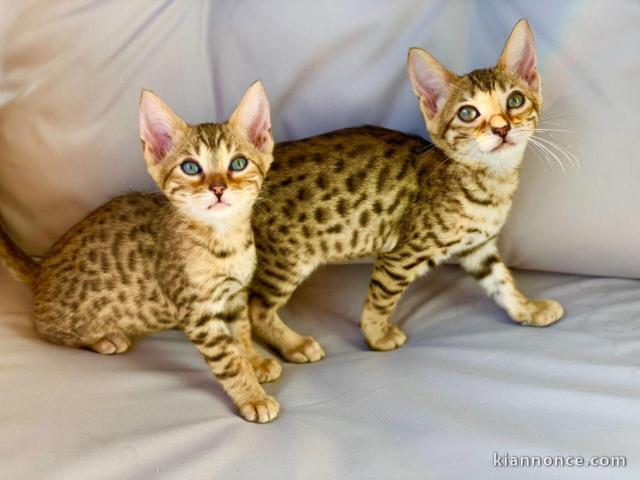  Magnifiques chatons Bengal LOOF 