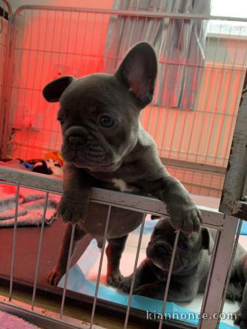  Disponibles chiots bouledogue Français lof