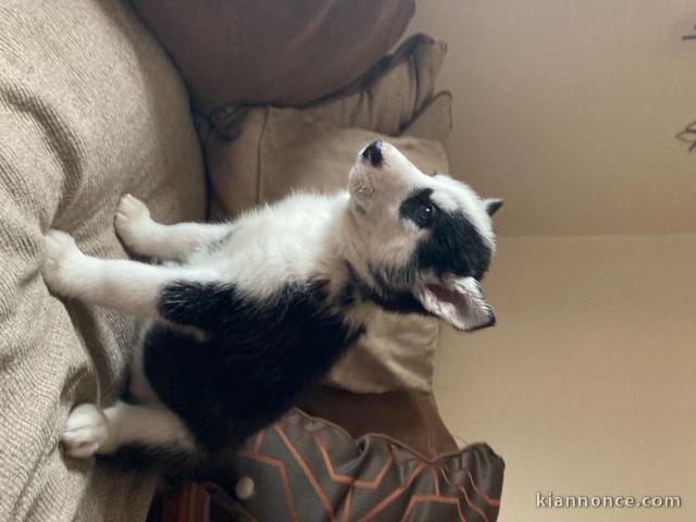 Superbes chiots Husky Sibérien.