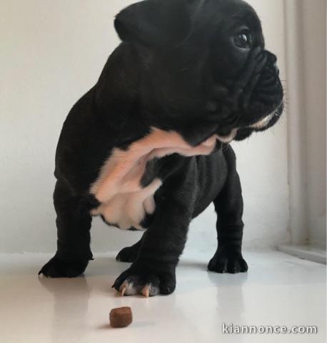 chiots type bouledogue francais