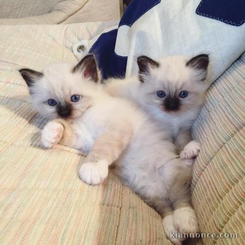  chatons sacre de birmanie LOOF