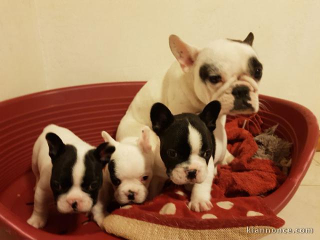 2 chiots bouledogue français