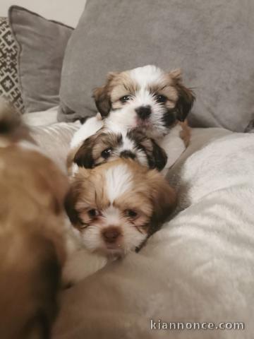  Superbes chiots de type shih tzu 