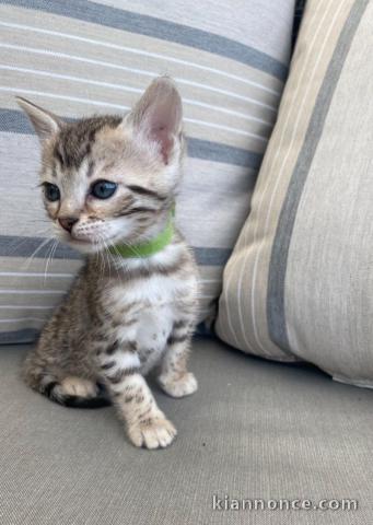  Magnifiques chatons Bengal LOOF 