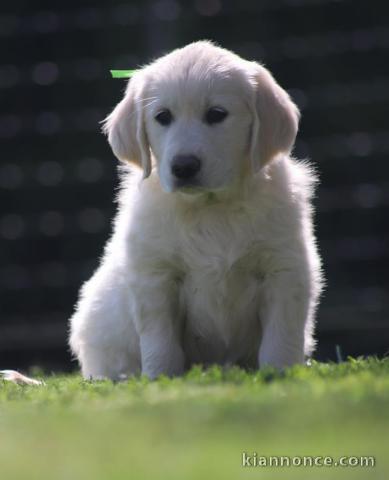 Chiots Golden pour adoption.