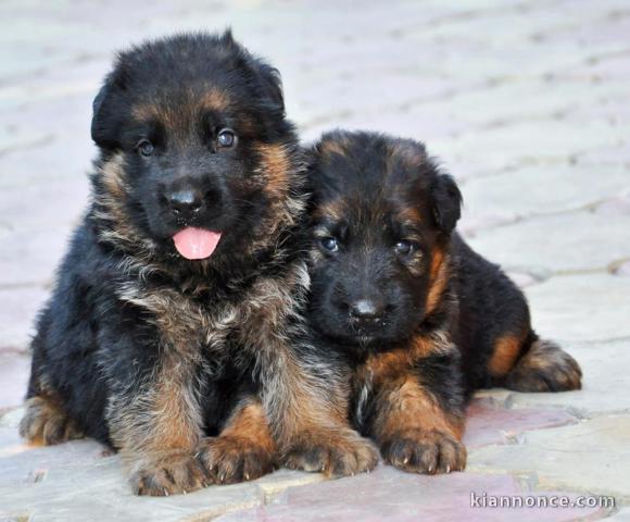 Adorables chiots berger allemands