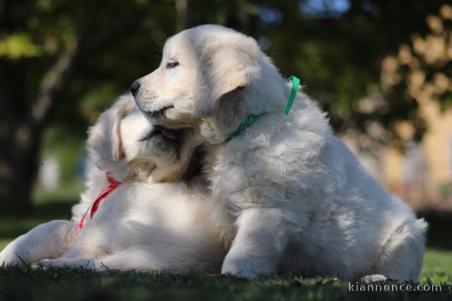 adorables chiots Golden retreiver