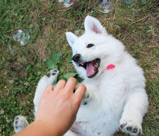 chiots type Berger suisse pour adoption