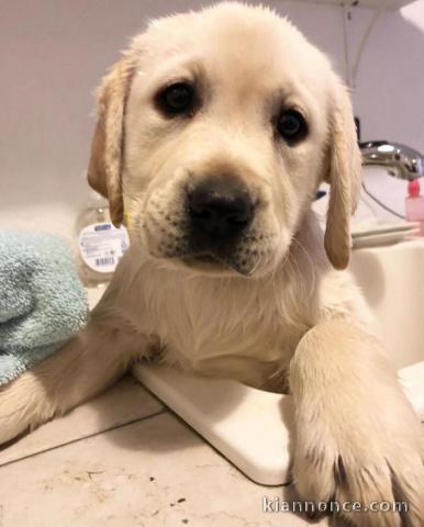 chiots type labrador pour adoption