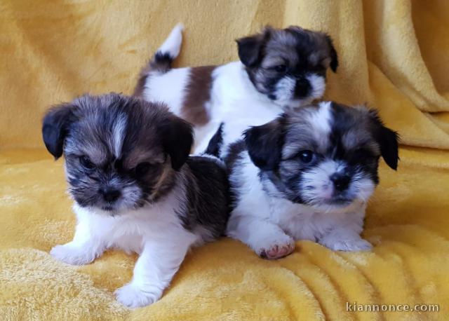 Deux magnifiques chiots shih tzu 