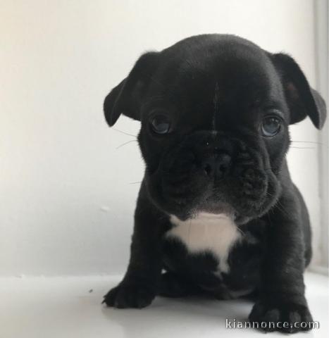 chiot type bouledogue Français