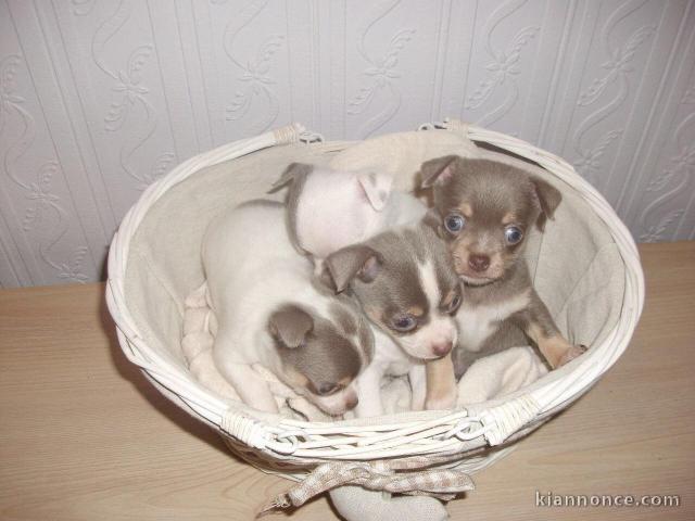 jolies chiots chihuahua dispo