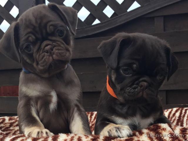 chiots carlin âgés de trois mois