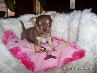  Superbes Chiots Chihuahua Pure Race