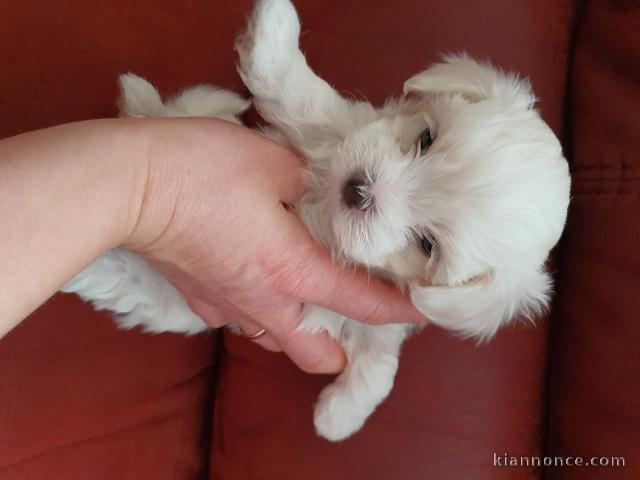  Nos magnifiques chiots bichons maltais 