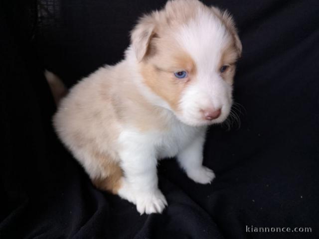  Magnifiques chiots berger australien inscrits au lofAN