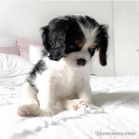 magnifiques chiots cavalier king charles