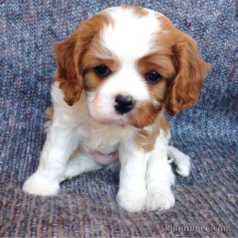 deux jolies chiots cavalier king charles