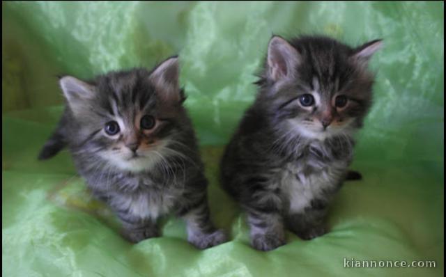 Deux chatons tigres en adoption