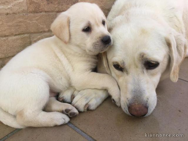 chiots type labrador pour adoption