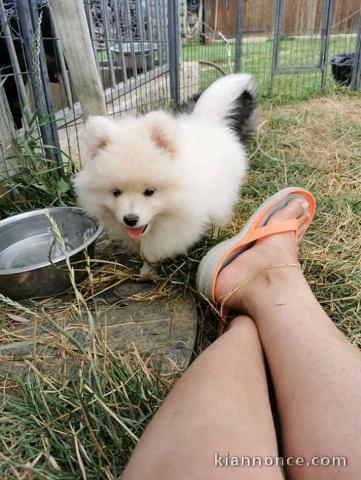 chiots spitz pour adoption définitive.