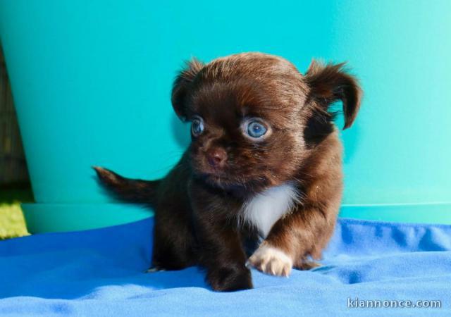 Chiots CHIHUAHUA DISPONIBLES