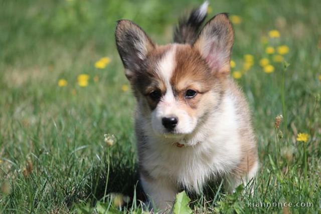 chiots type CORGI pour adoption