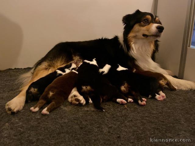 Chiots Berger Australien 