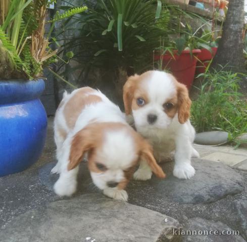 Chiots Cavalier King Charles Spaniel