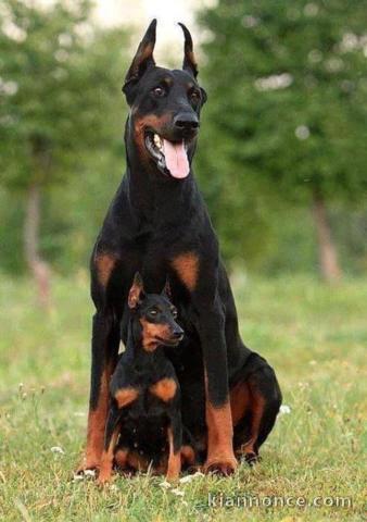 Chiot Dobermann adorable