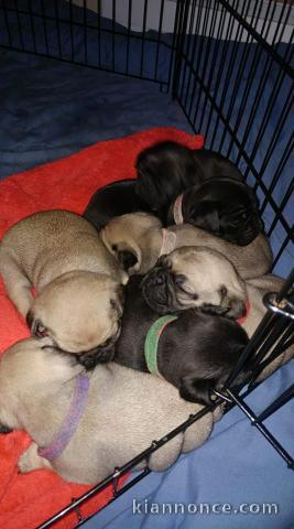 chiots type carlin disponibles.