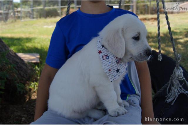 CHIOTS GOLDEN POUR FAMILLE