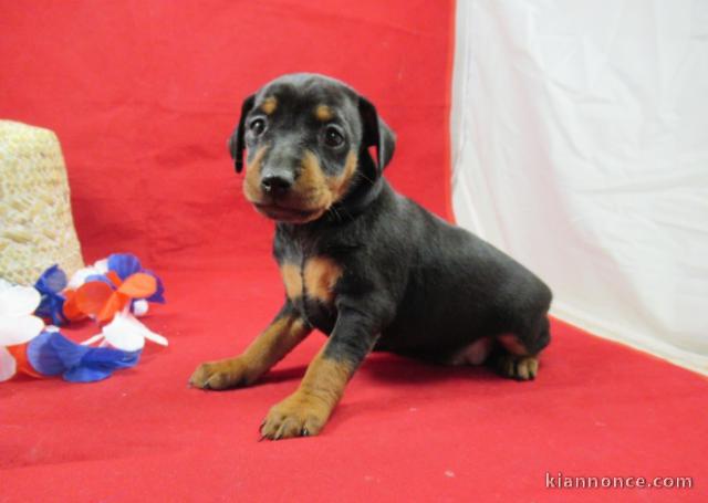 Chiot Pinscher nain a donner