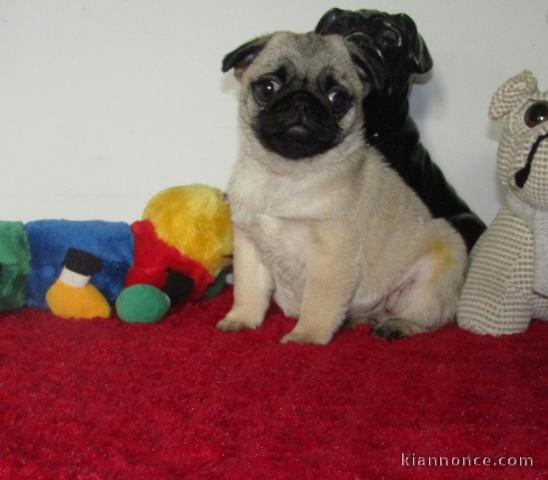 chiots carlin  LOF a donner