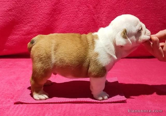 chiot bulldog anglais lof a donner