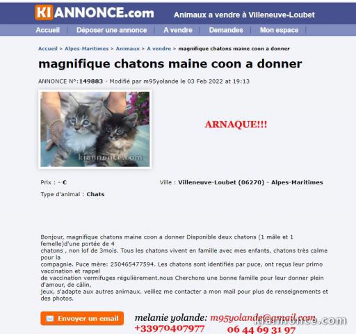 Chatons a donner -ARNAQUE!