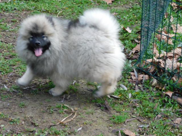 A adopter chiot spitz allemand nain femelle