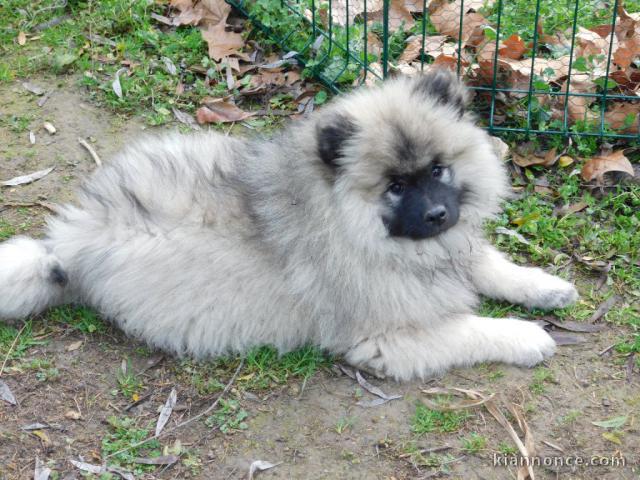 A adopter chiot spitz allemand nain femelle