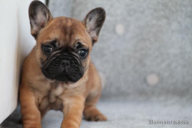 Chiot bouledogue français mâle rouge fauve