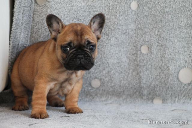 Chiot bouledogue français mâle rouge fauve