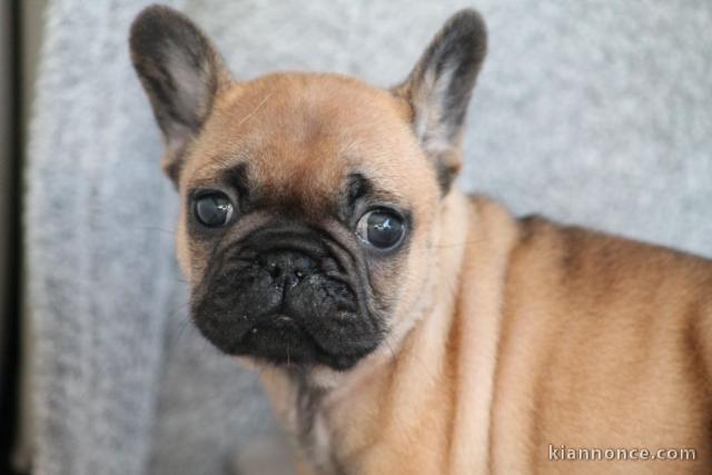 Chiot bouledogue français mâle rouge fauve