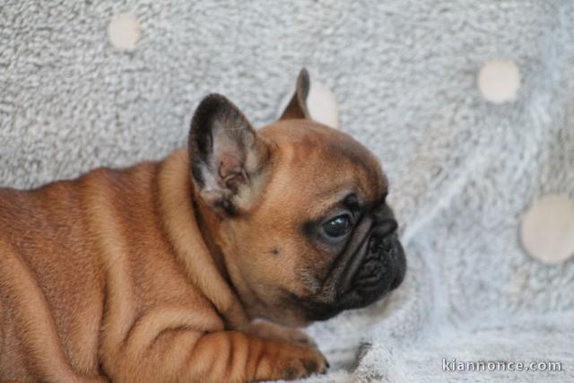 Chiot bouledogue français mâle rouge fauve