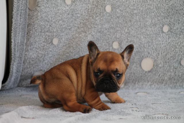 Chiot bouledogue français mâle rouge fauve