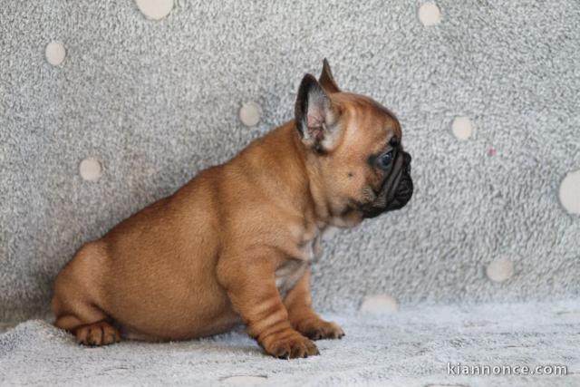 Chiot bouledogue français mâle rouge fauve