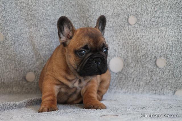 Chiot bouledogue français mâle rouge fauve